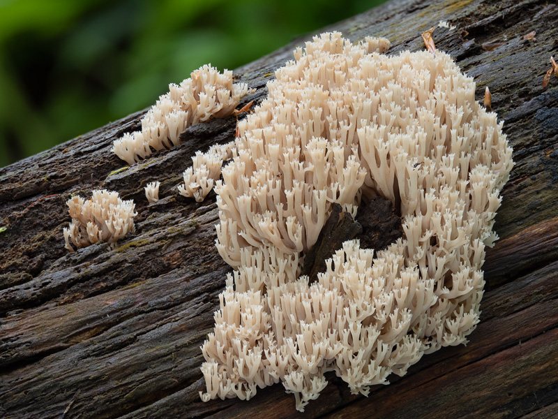 Artomyces pyxidatus